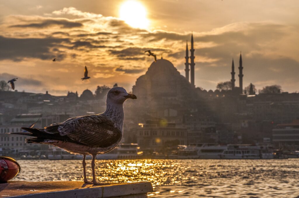 DELICIOSA TURQUÍA